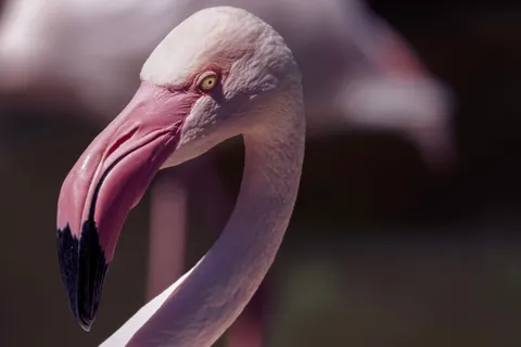 Flamingos 4K Wallpaper · animals · 3840×2560