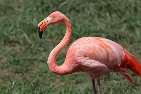 Flamingo's 4K-achtergrond · animals · 3840×2566