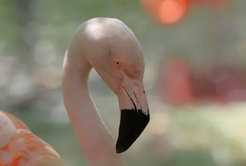 Flamingos 4K Wallpaper · animals · 3840×2594