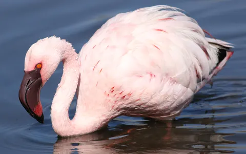 Flamingos 4K Wallpaper · animals · 3840×2403