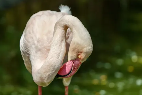 Flamingo's 4K-achtergrond · animals · 3840×2561