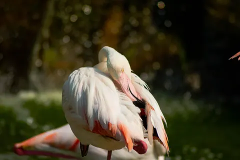 राजहंस 4K वॉलपेपर · animals · 3840×2560