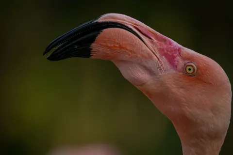 Flamingos 4K Wallpaper · animals · 3840×2560