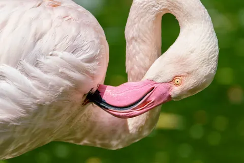 Tapeta Flamingi 4K · animals · 3840×2561