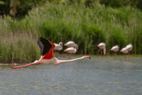 Flamingos 4K Wallpaper · animals · 3840×2561