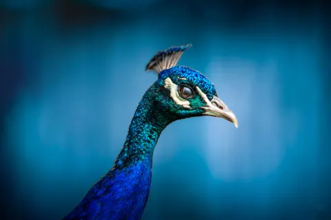 Hình nền Chim công 4K · animals · 3840×2563