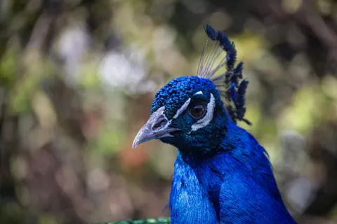 Peacock 4K Wallpaper · animals · 3840×2561