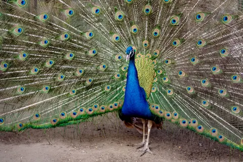 Peacock 4K Wallpaper · animals · 3840×2560