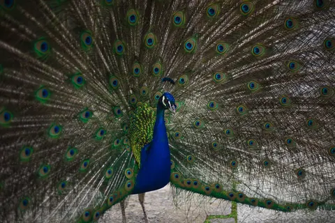 Peacock 4K Wallpaper · animals · 3840×2560