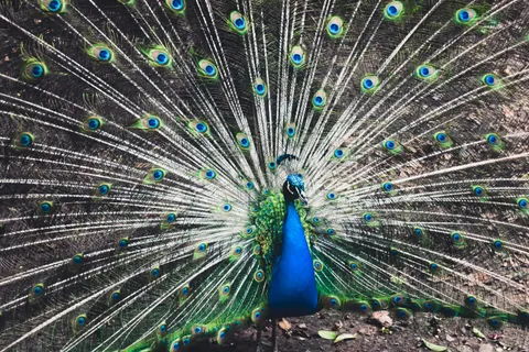 Peacock 4K Wallpaper · animals · 3840×2560
