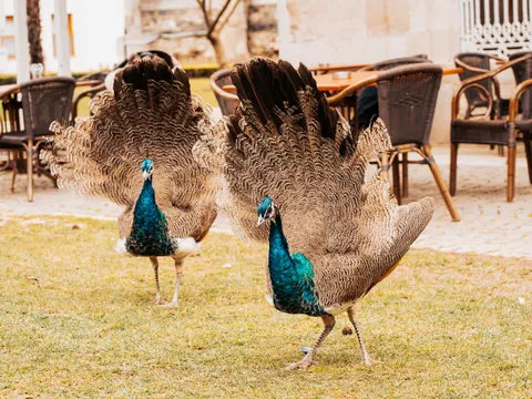 Peacock 4K Wallpaper · animals · 3840×2882