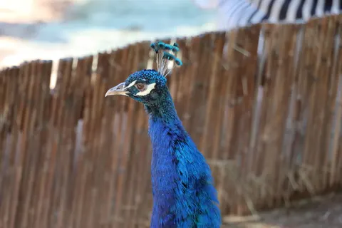 Peacock 4K Wallpaper · animals · 3840×2560