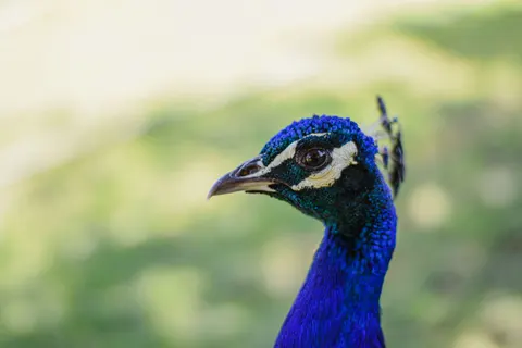 Peacock 4K Wallpaper · animals · 3840×2560