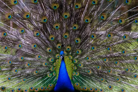 Peacock 4K Wallpaper · animals · 3840×2560
