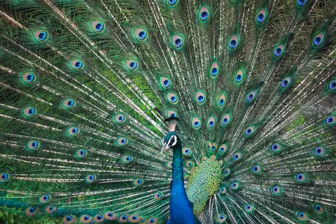 Papel de parede Pavão 4K · animals · 3840×2560