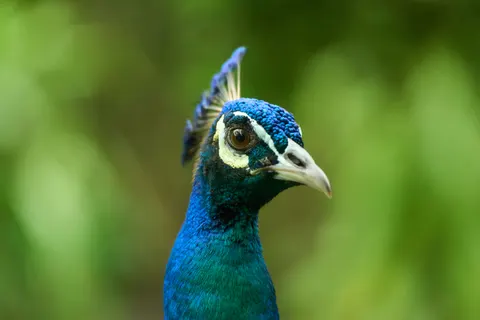 Peacock 4K Wallpaper · animals · 3840×2560