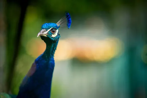 Tavus Kuşu 4K Duvar Kağıdı · animals · 3840×2563