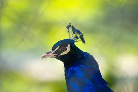 Peacock 4K Wallpaper · animals · 3840×2560