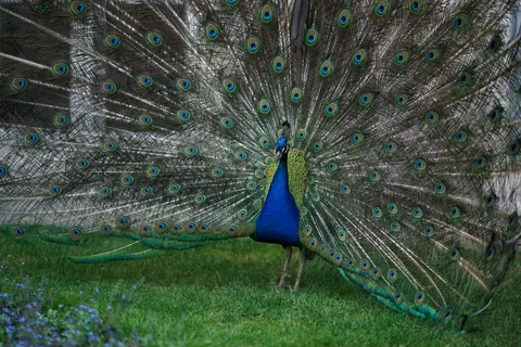 Peacock 4K Wallpaper · animals · 3840×2560