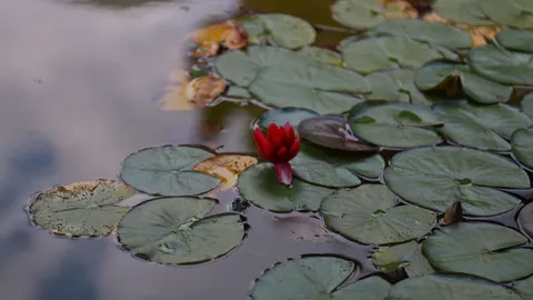 睡蓮 4K桌布 · flowers · 3840×2158