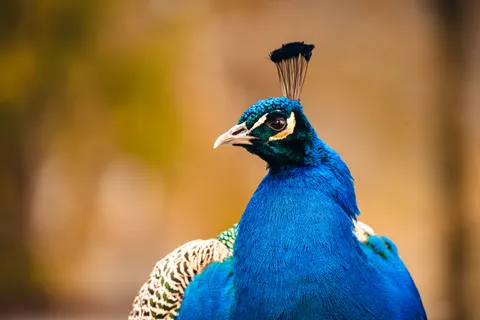 Peacock 4K Wallpaper · animals · 3840×2560