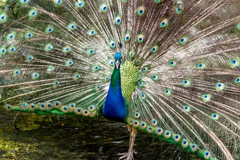 Pfau 4K Hintergrundbild · animals · 3840×2561