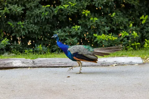 Peacock 4K Wallpaper · animals · 3840×2560