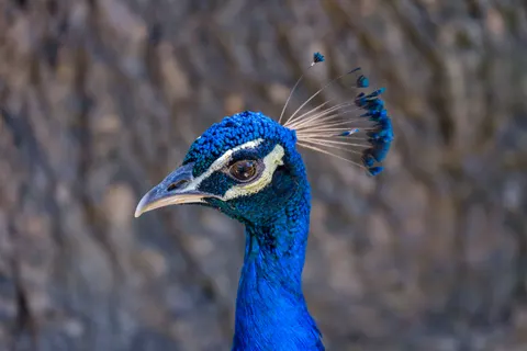 मोर 4K वॉलपेपर · animals · 3840×2560