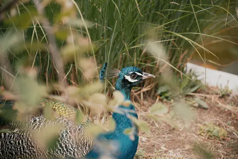 Peacock 4K Wallpaper · animals · 3840×2560