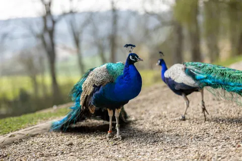 Peacock 4K Wallpaper · animals · 3840×2560