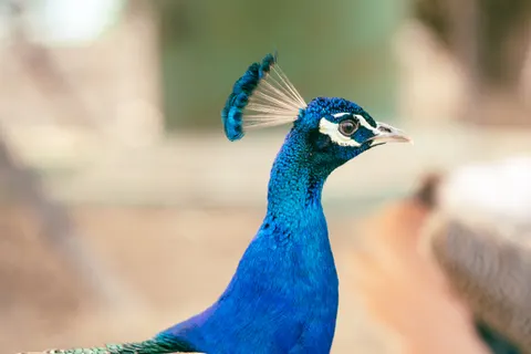 Peacock 4K Wallpaper · animals · 3840×2560