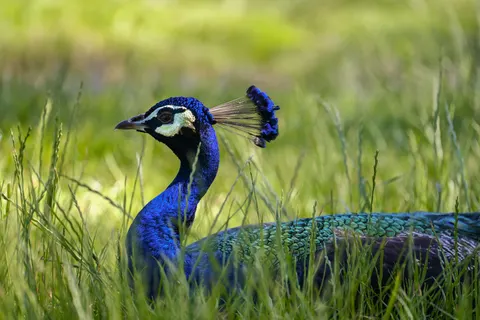 Peacock 4K Wallpaper · animals · 3840×2560