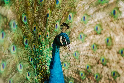 Sfondo Pavone 4K · animals · 3840×2560
