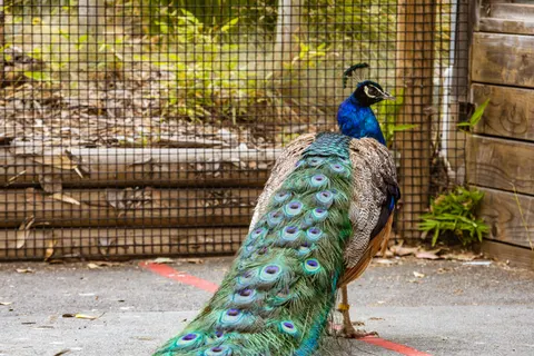 Peacock 4K Wallpaper · animals · 3840×2560