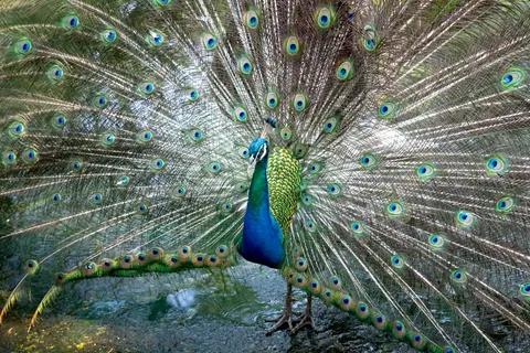 मोर 4K वॉलपेपर · animals · 3840×2561