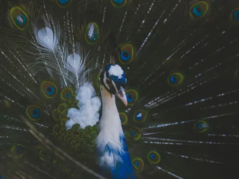 خلفية طاووس بدقة 4K · animals · 3840×2880