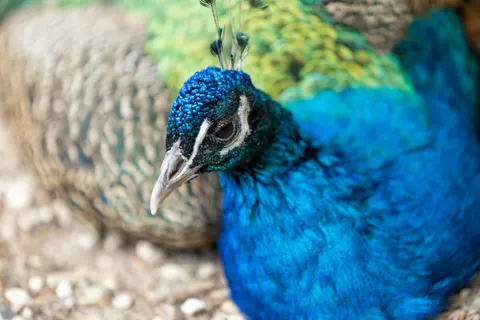 Papel de parede Pavão 4K · animals · 3840×2560