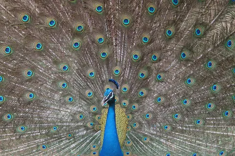 मोर 4K वॉलपेपर · animals · 3840×2560