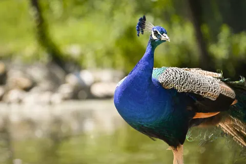 Peacock 4K Wallpaper · animals · 3840×2560