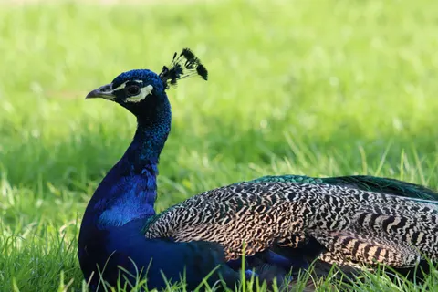 Peacock 4K Wallpaper · animals · 3840×2560