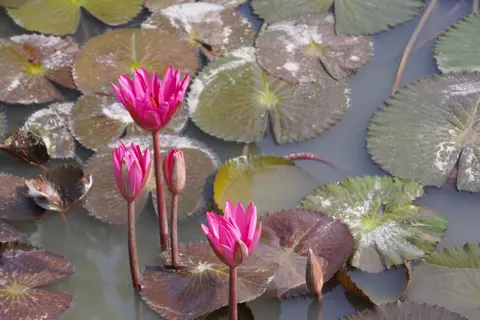 Hình nền Hoa Súng 4K · flowers · 3840×2560