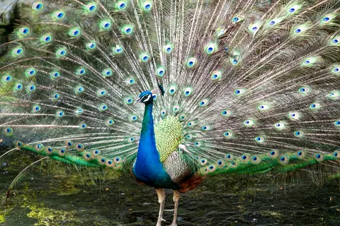 Pfau 4K Hintergrundbild · animals · 3840×2561
