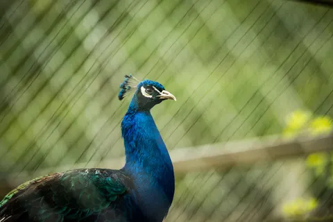 Fond d'écran Paon 4K · animals · 3840×2560