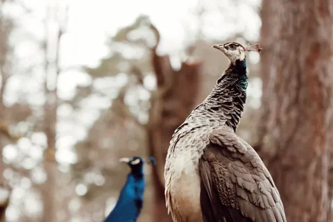 Peacock 4K Wallpaper · animals · 3840×2560