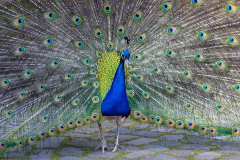 Peacock 4K Wallpaper · animals · 3840×2560