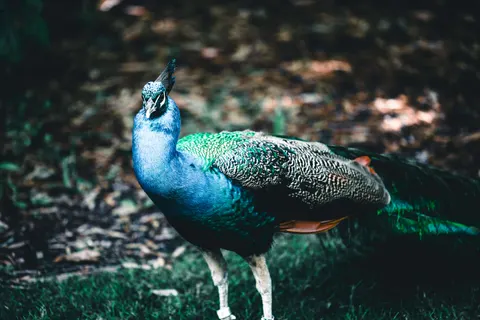 Peacock 4K Wallpaper · animals · 3840×2561