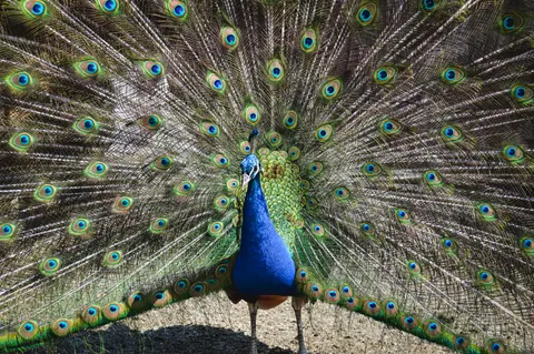 मोर 4K वॉलपेपर · animals · 3840×2553