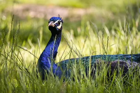 Peacock 4K Wallpaper · animals · 3840×2560