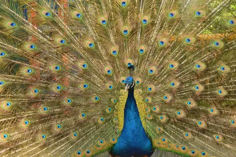 والپیپر طاووس با کیفیت 4K · animals · 3840×2553