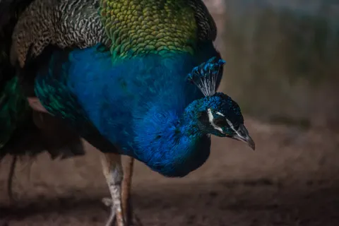 Peacock 4K Wallpaper · animals · 3840×2560